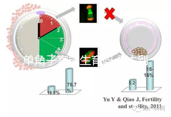 單角子宮能生育嗎？達到這4個條件即可懷孕生孩子
