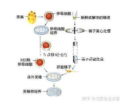十月結(jié)晶和曼熙嬰兒浴盆誰(shuí)好還不造，怎么換電池這篇文章說(shuō)清楚