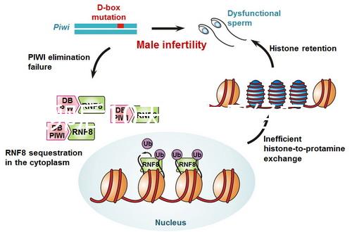 取卵后10天會來月經(jīng)嗎?快拿小本本記好準(zhǔn)確時間