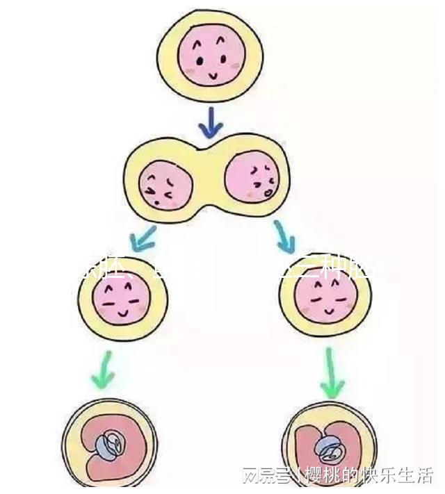 凍胚、鮮胚、囊胚三種胚胎移植方式如何選?身體會給你答案