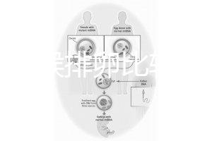 什么時候排卵比較容易？