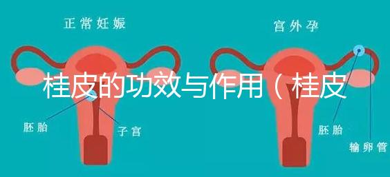 桂皮的功效與作用(桂皮燉肉起什么作用)