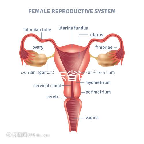 重磅!廣東省試管嬰兒納入醫(yī)保報(bào)銷 10.1執(zhí)行(附政策解讀)