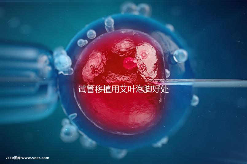 試管移植用艾葉泡腳好處多，幫助胚胎著床僅為其作用之一