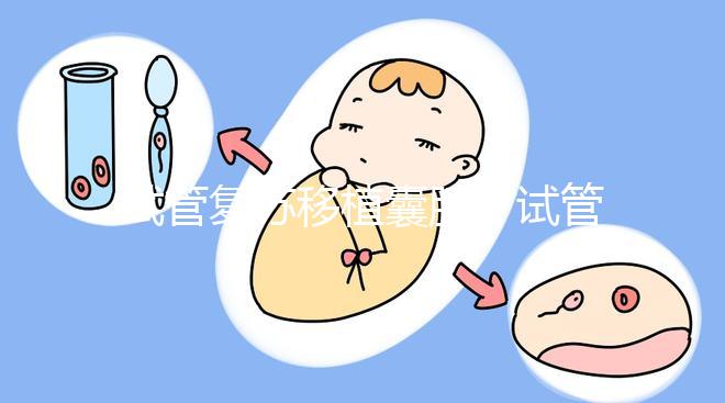 試管復蘇移植囊胚（試管復蘇移植囊胚成功率）