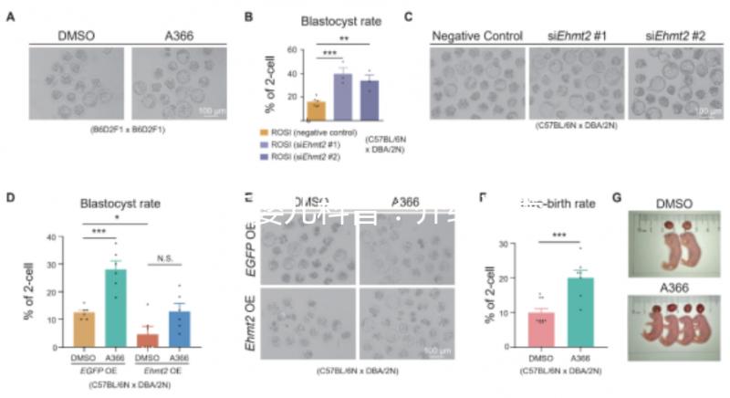 試管嬰兒科普:介紹試管嬰兒的基本概念、原理、分類、適應癥、優(yōu)勢等
