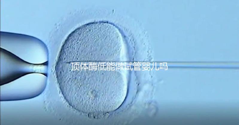 頂體酶低能做試管嬰兒嗎？你想知道的答案全在這