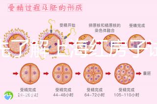 預先了解上海紅房子試管建檔流程，最快當天可定方案