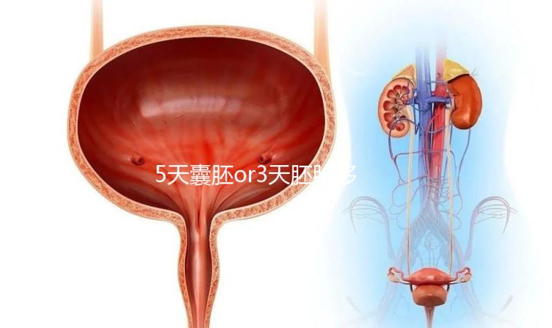 5天囊胚or3天胚胎移植哪個好看這，一文說清二者區(qū)別