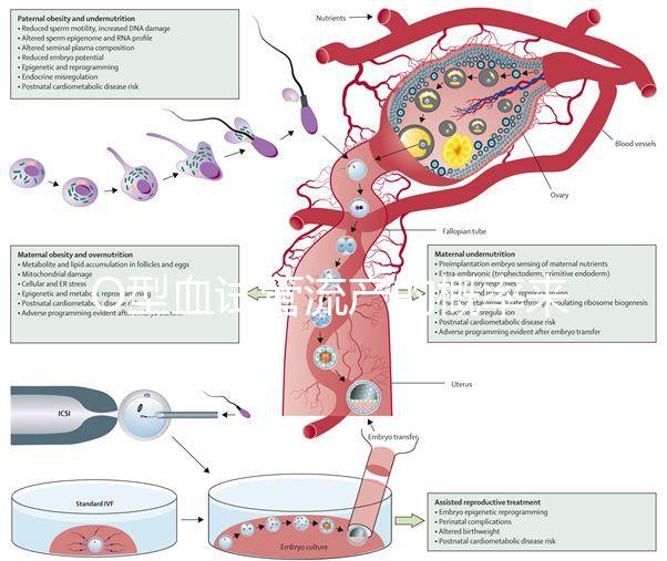 O型血試管流產(chǎn)的概率來了，不知道該怎么辦