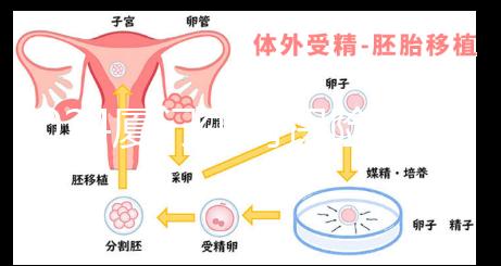 2024廈門生育保險津貼報銷全流程通辦，思明等區可網上申請
