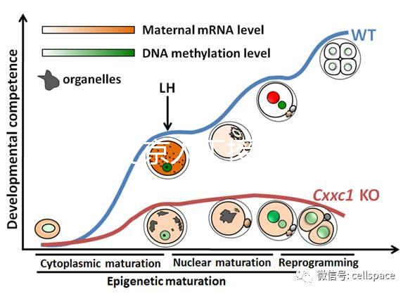 2024北京人工授精私立醫(yī)院排名專(zhuān)欄,哪家好看完有數(shù)